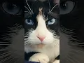 Download Lagu them blue's #cat #like #subscribe #cute #pets #catshorts #shorts #viral