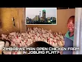 Zimbabwean Illegal Foreigner Man Open Chicken Farm In Joburg Flat?