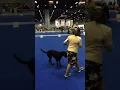 2017 AKC National Championship Week in Orlando