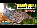 Download Lagu Perkutut lokal gacor Suara BESAR Ampuh memanggil lawan BUNYI EMOSI manggung