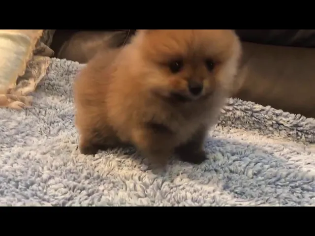 動画