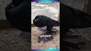 گرون ترین کبوتر های دنیا 