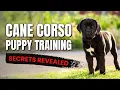 Cane Corso Puppy Training How to Train a Cane Corso At Home