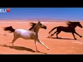 La Tienda - Vicente Fernández