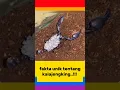 Lagu KALAJENGKING GENDONG ANAK NYA #animals #satwa #shortvideos #scorpio