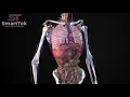 Full Virtual 3D Human Body Anatomy