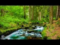 Download Lagu Genezende muziek en natuurgeluiden voor ontspanning en een kalme geest