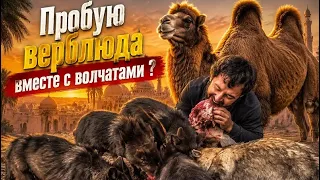 ВЕРБЛЮЖАТИНА В ПАРКЕ СЕВЕРНЫХ ВОЛКОВ 😱‼️ 