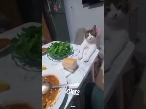 MIRA LO QUE HACE ESTE GATITO #humor