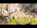 Lagu 【半泣き飼い主】山中でノーリード逃走！帰ってこーい　柴犬小夏　ひよどりキャニオン