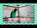 Download Lagu Masteran Cucak Ijo Jambul en Ngetrok