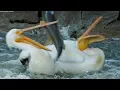 Download Lagu Pelican's Fishing Fail | Earth's Great Rivers | BBC Earth