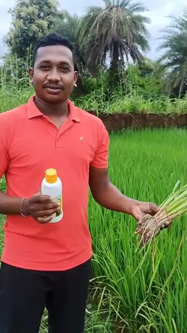 धान के लिए कैसे लाभकारी है नैनो डीएपी,गरियाबंद के किसान ने क्या बताया| वनइंडिया हिंदी