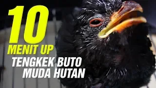 gopro hero 5 10 menit up suara tengkek buto ampuh untuk master lovebird murai batu