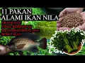 Download Lagu 11 PAKAN ALAMI IKAN NILA