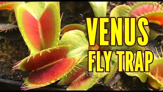 CARNIVOROUS PLANT EATING, I feed my plant! venus fly trap, terrarium, time lapse, how they work