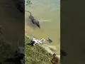 ANJING KETAKUTAN, MAKHLUK ANEH MENGEJAR DI TEPI SUNGAI #shorts #dog #viralvideo