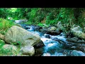 Download Lagu A Journey Inward | The Introspective Sound of a Solitary River