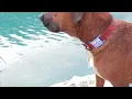 Personify Pets - We re a small business in Buffalo NY