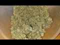 Grand Daddy Purple autoflower ILGM final yield from 1 5 gallon potter medical marijuana grow