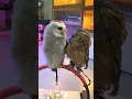 Download Lagu REAKSI BURUNG HANTU WAKTU KETEMU🤣