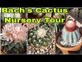 Bach s Cactus Nursery Tour - Rare Cactus and Succulent Shopping Tucson Arizona