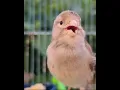 Download Lagu Canary Singing Song Training Canaries Birds #shorts #canarysinging