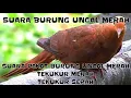 Download Lagu Suara burung uncal merah||Suara pikat burung uncal merah||Tekukur merah||Tekukur sepah