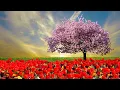 Lagu Background Music For Meditation - Great music Sergey Grischuk