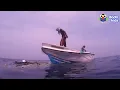 Can Anyone Untangle This Sea Turtle From A Fishing Net? | Dodo Kids | Rescued!