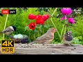 Download Lagu 🔴 24/7 LIVE: Cat TV for Cats to Watch 😺 Cute Birds and Squirrels 4K Cat Games