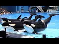 Download Lagu Orca Encounter (Full Show) - SeaWorld Orlando - June 7, 2022