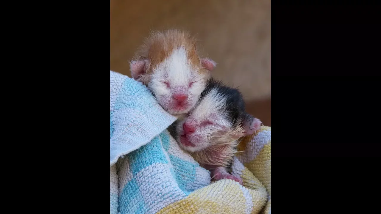 Como cuidar de gatinho recém nascido sem mãe - NA PRÁTICA!!!. 