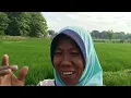 Download Lagu Tileek sawah. Maaf telat aplot MP3
