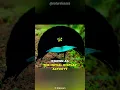 Download Lagu Superb Bird Of Paradise | The Beautiful Dancing Bird