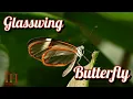 Lagu De vlinder die je niet kunt zien! 😱 De ongelooflijke Glasswing