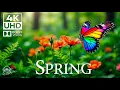 Download Lagu Moments with Butterflies 4K 🦋 | Soothing Nature Piano Music \u0026 Insect Life 🍃 • 4K UHD
