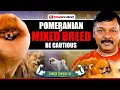 Why Pomeranians Are Actually Two Different Breeds
