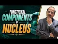 Functional Components of the Nucleus High-Yield Anatomy
