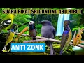 Download Lagu Suara pikat srigunting abu ribut kombinasi burung kecil