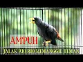 Download Lagu Jalak rio rio memanggil /Ngecall disambung gesek ~Gesek | Pancingan Jalak Rio rio Agar ikut Gacor
