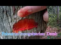 Download Lagu #kayuberdarah # kayumeranti #kayukulim | Penjelasan Denrolog kenapa pohon ini mengeluarkan darah