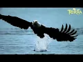 Águilas: Los Reyes Del Cielo | Animales Salvajes