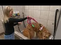 The Ultimate Dog Wash Experience Awaits Pet Supplies Plus on 132nd and W Center Rd