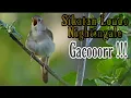 Download Lagu Suara Kicauan Burung Terbaik Sikatan Londo Gacor Durasi Panjang Full isian