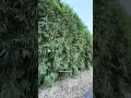 Delete Your Neighbor s View for Under 500 - Cold Hardy Clumping Bamboo Privacy Plants in Florida