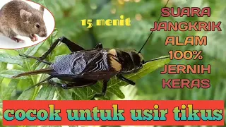 Download Suara Jangkrik Pengusir Tikus Jernih Keras 100%||(sound to move the rat) MP3