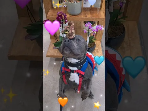 TÔ APAIXONADO! #dog #cachorro #compras #pet