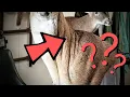 How To Make Neck Wrinkles on a Deer Mount SUPER EASY WHITETAIL TAXIDERMY