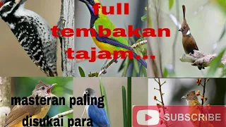 suara masteran full tembakan